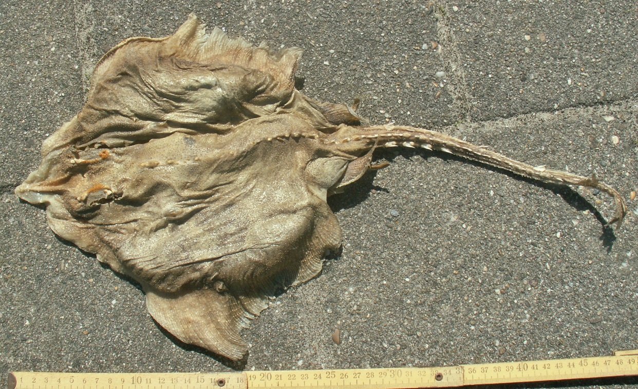 &copy; Thijs de Boer